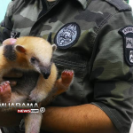 Tamandua