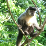 macaco 01