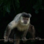 macaco 02