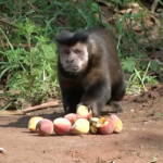 macaco 03