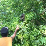 macaco 04