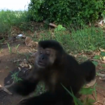 macaco 05