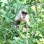 macaco 06