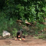 macaco 07