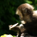 macaco 08