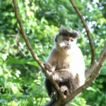 macaco 09