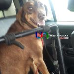 cachorra 2
