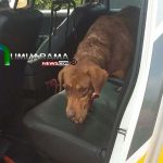 cachorra 4