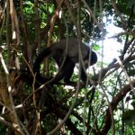 febre amarela macacos
