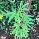 maconha 01