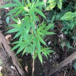 maconha 02
