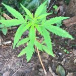 maconha 03