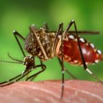 Aedes_aegypti