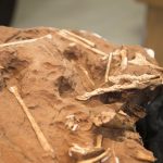 2019 06 26 Coletiva Coletiva Dinossauro Paleontologia Cruzeiro do Oeste3333