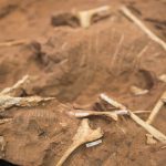 2019 06 26 Coletiva Coletiva Dinossauro Paleontologia Cruzeiro do Oeste3338
