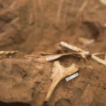 2019 06 26 Coletiva Coletiva Dinossauro Paleontologia Cruzeiro do Oeste3339