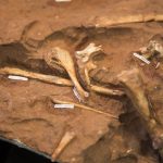 2019 06 26 Coletiva Coletiva Dinossauro Paleontologia Cruzeiro do Oeste3340