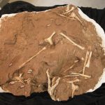 2019 06 26 Coletiva Coletiva Dinossauro Paleontologia Cruzeiro do Oeste3343