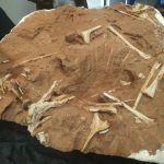 fossil pata vespersaurusparanaensis cruzeiro do oeste rosi rodrigues