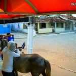 roubo a cavalo capa