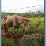 cavalo