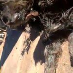 WhatsApp-Video-2023-06-10-at-11.56.28-poster
