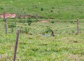 Cavalo é encontrado morto com corda amarrada no pescoço em Nova