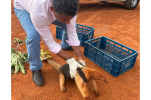tamandua 4 iat